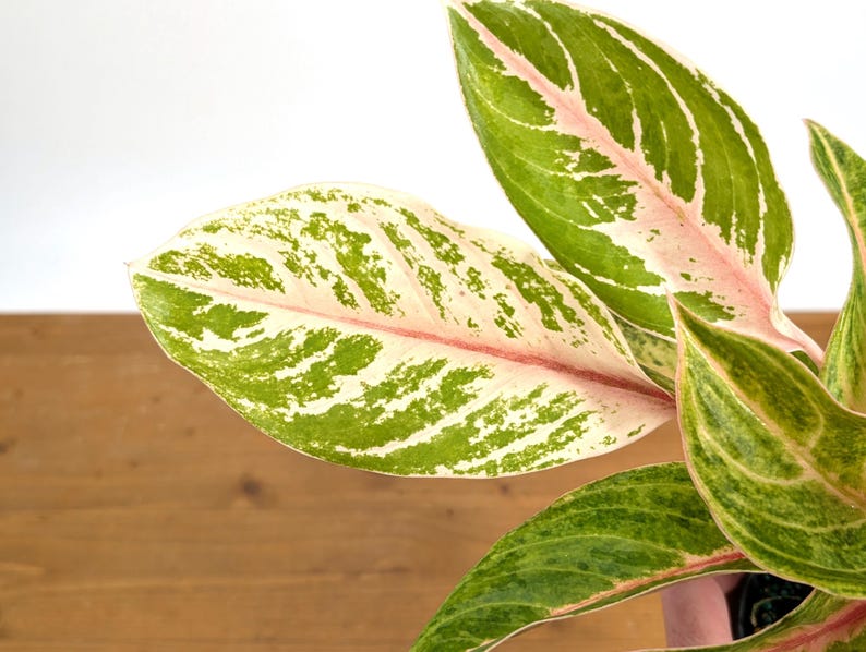 Aglaonema Baby Tiger