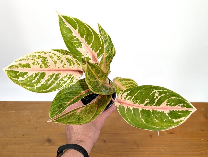 aglaonema tiger Aglaonema Baby Tiger