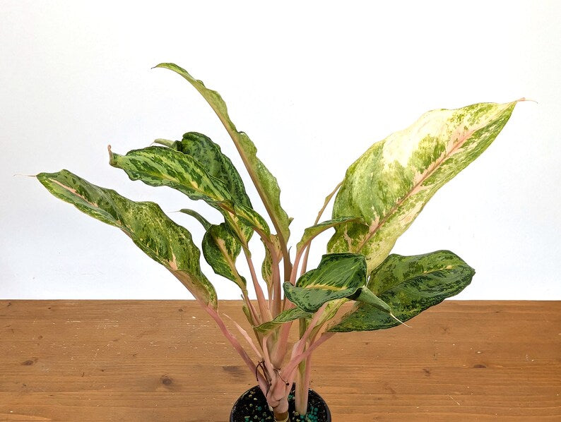 Aglaonema Chat Petch