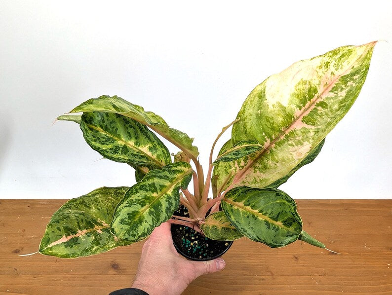 Aglaonema Chat Petch