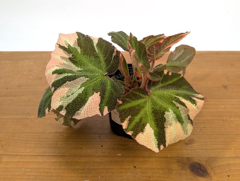 Begonia Soli Mutata Variegated