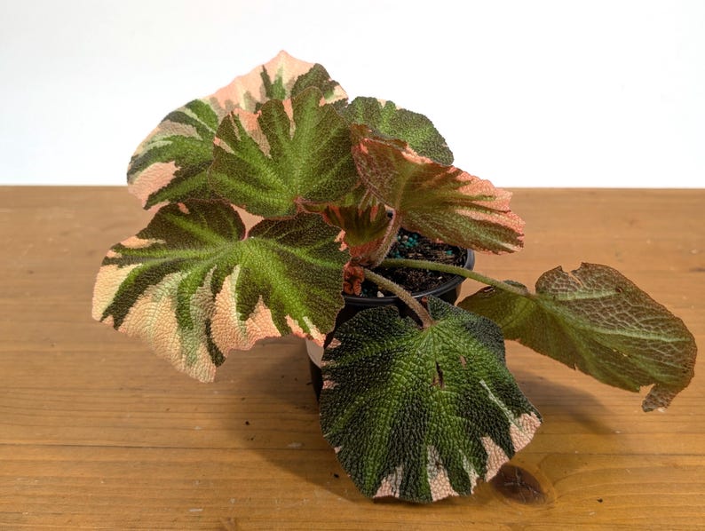 Begonia Soli Mutata Variegated
