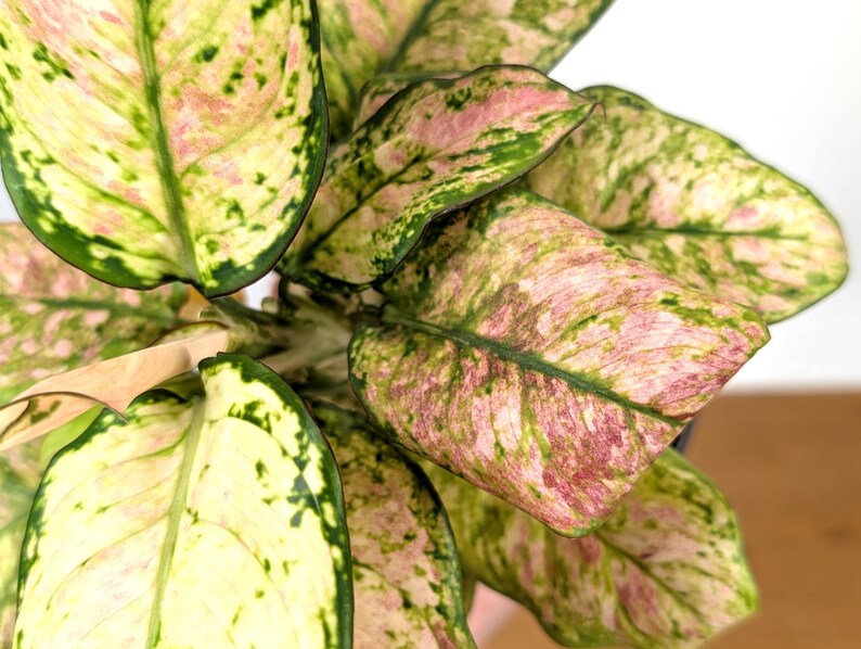 Aglaonema Cotton Candy