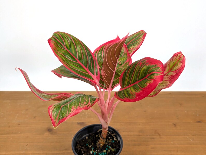 Aglaonema Khanaz Red