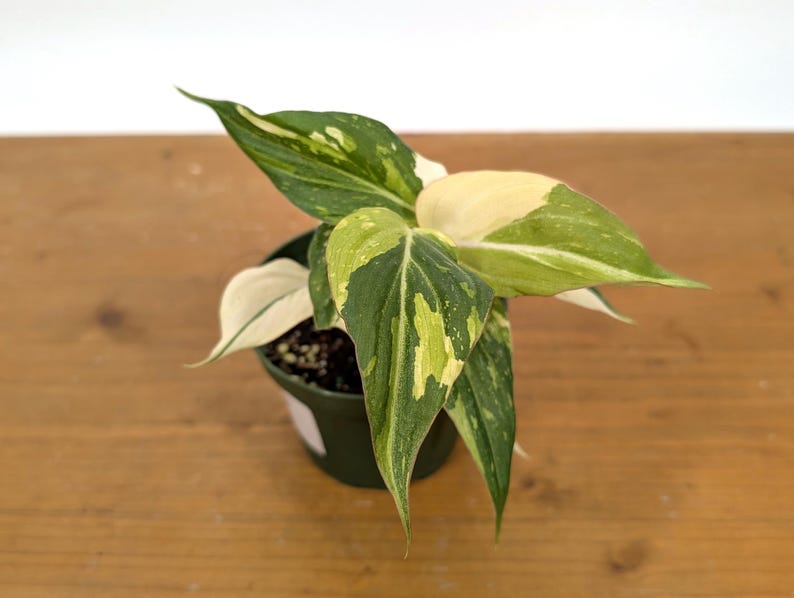 EXACT Philodendron Gloriosum Variegated Multiple Growth Points - HIGH COLOR - 4 Inch Pot -