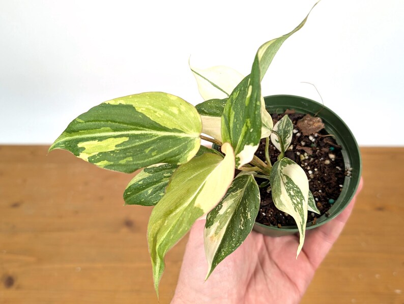 EXACT Philodendron Gloriosum Variegated Multiple Growth Points - HIGH COLOR - 4 Inch Pot -