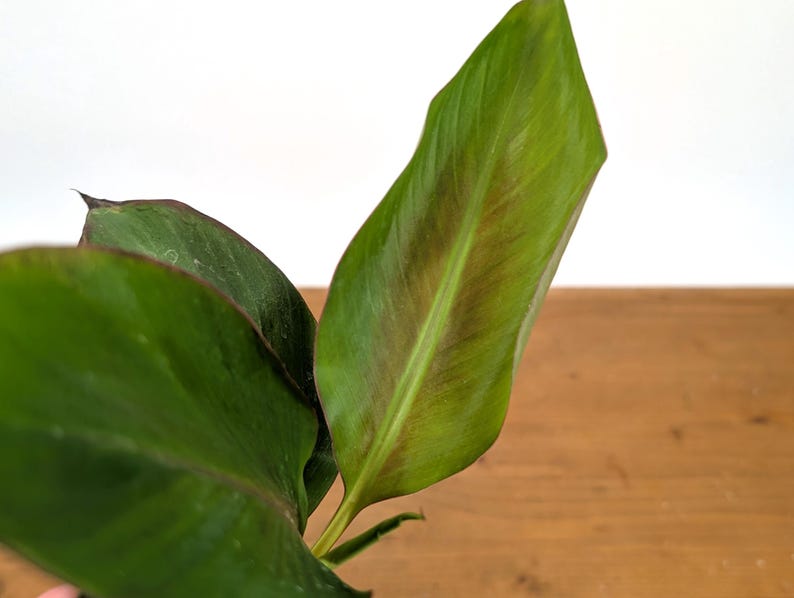 Musa Nono Pink NON-Variegated Banana Tree