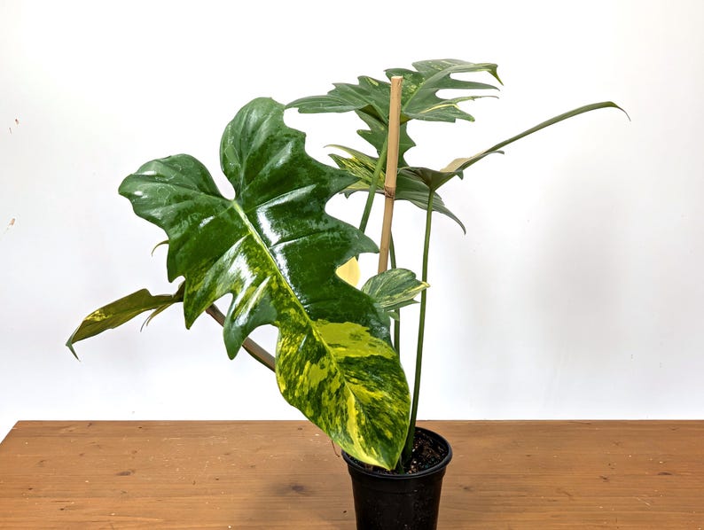 Philodendron Florida Beauty x Mayoi - Exact Plant