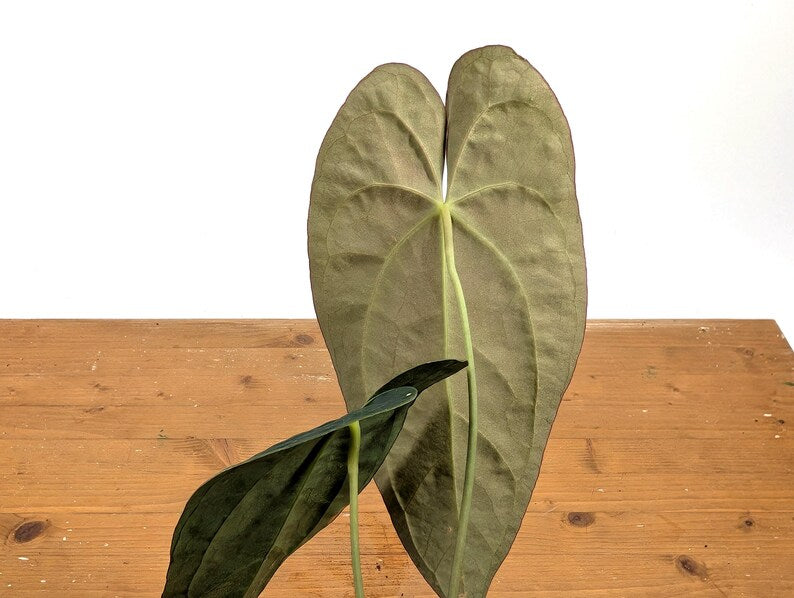 Anthurium (Crystallinum x Magnificum) x Papillilaminum