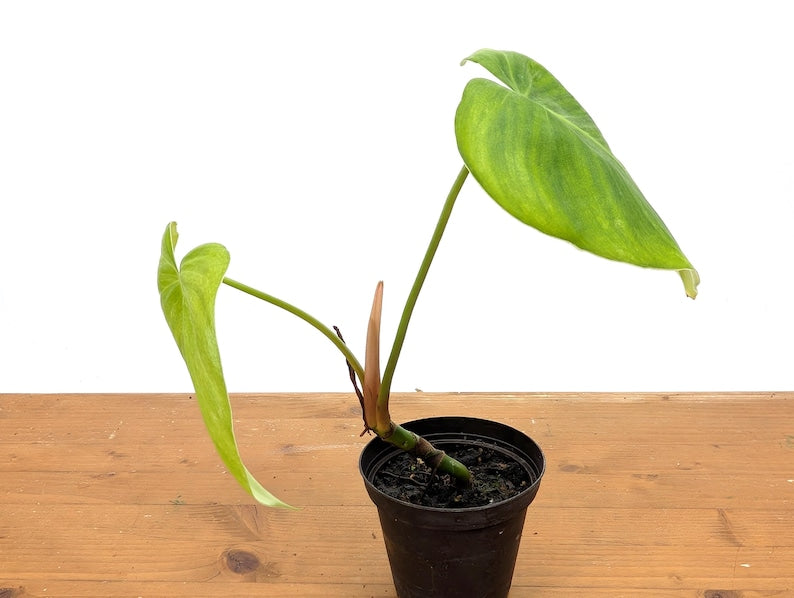 RARE Philodendron Rugrosum x Rubrijuvenile (El Choco)