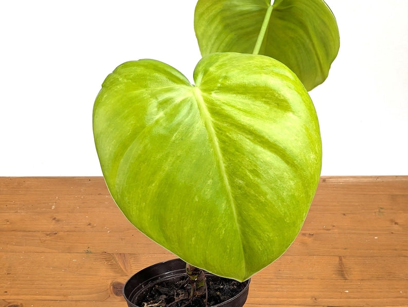 RARE Philodendron Rugrosum x Rubrijuvenile (El Choco)
