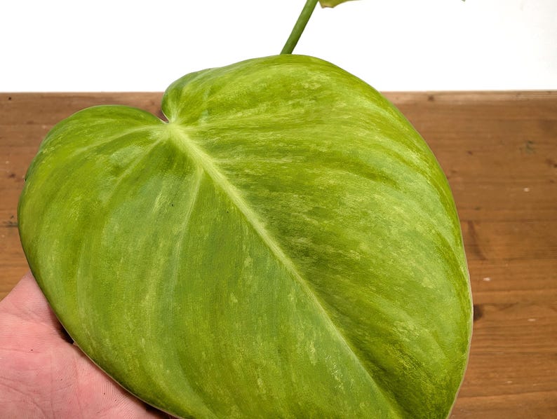 RARE Philodendron Rugrosum x Rubrijuvenile (El Choco)