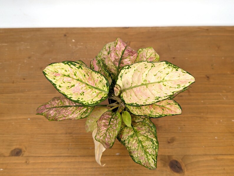 Aglaonema Cotton Candy