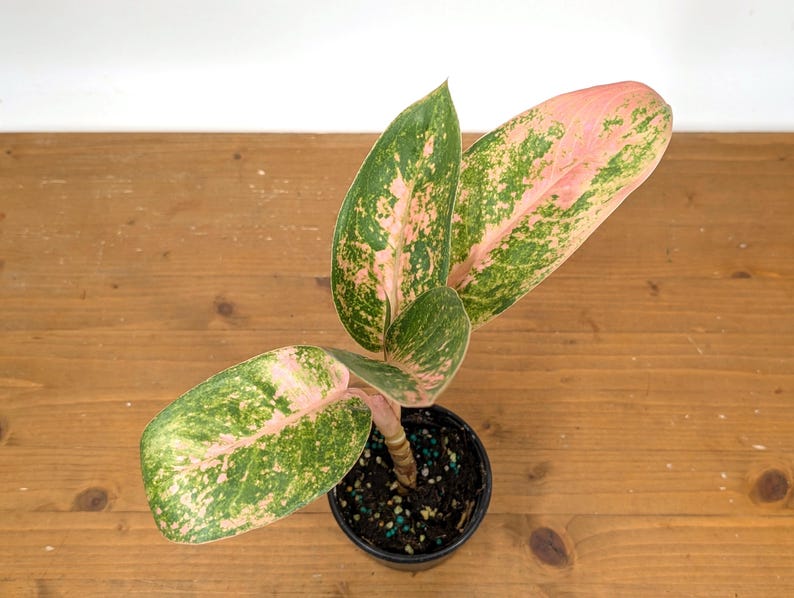 Aglaonema Sweet Banana
