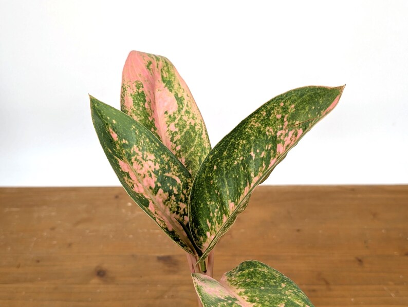 Aglaonema Sweet Banana