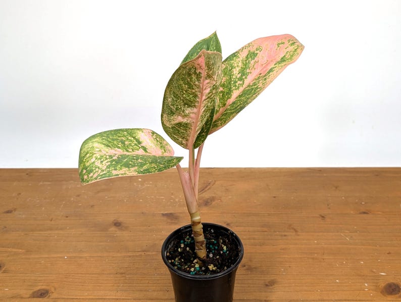 Aglaonema Sweet Banana