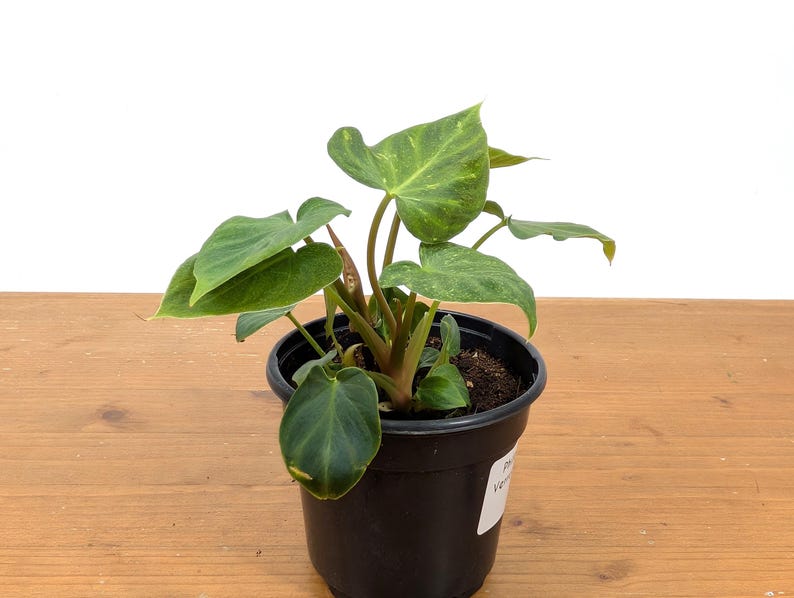 EXACT Variegated Philodendron Verrucosum