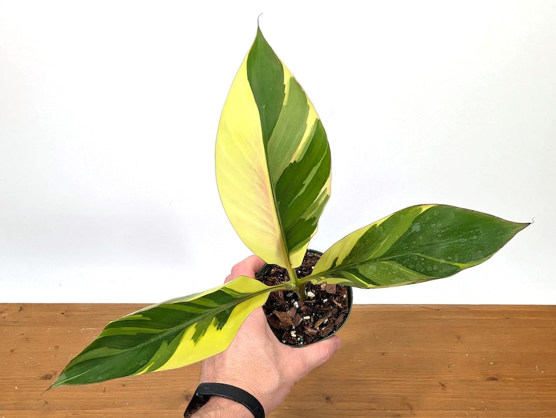 Musa Nono Pink Variegated Banana Tree