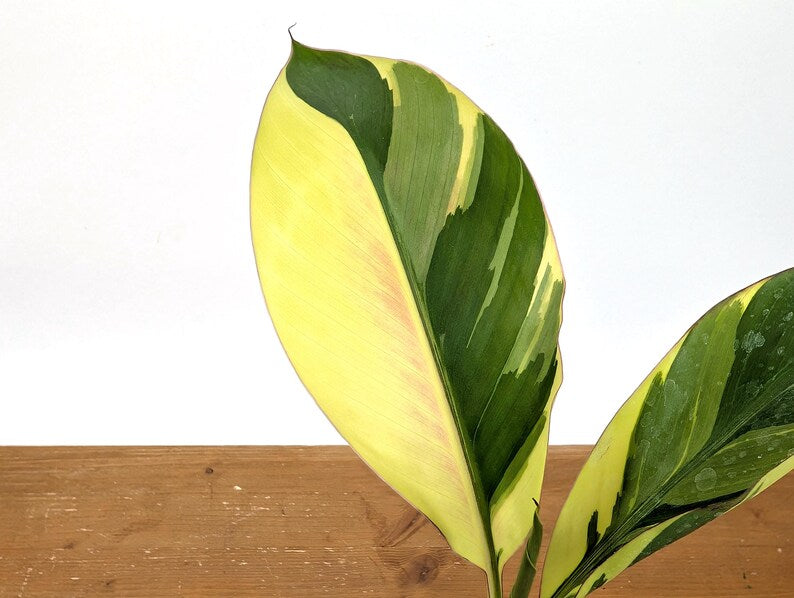 Musa Nono Pink Variegated Banana Tree