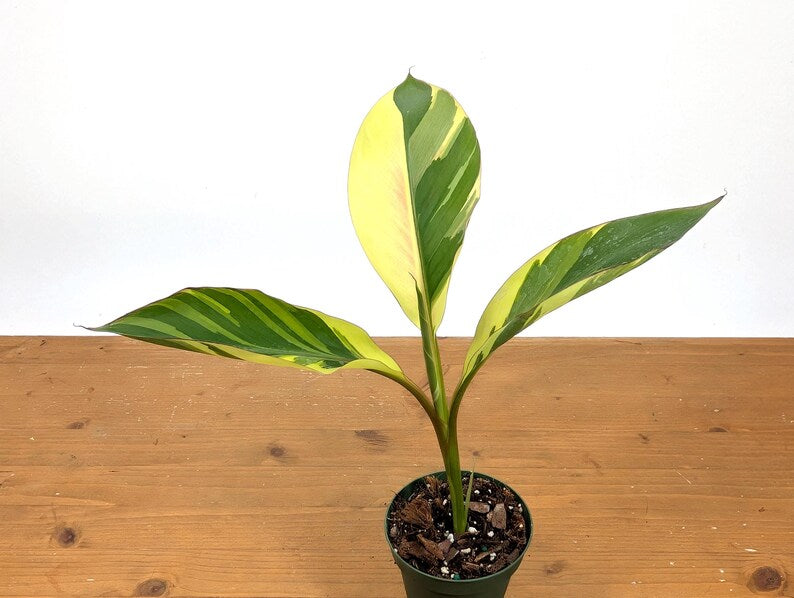 Musa Nono Pink Variegated Banana Tree