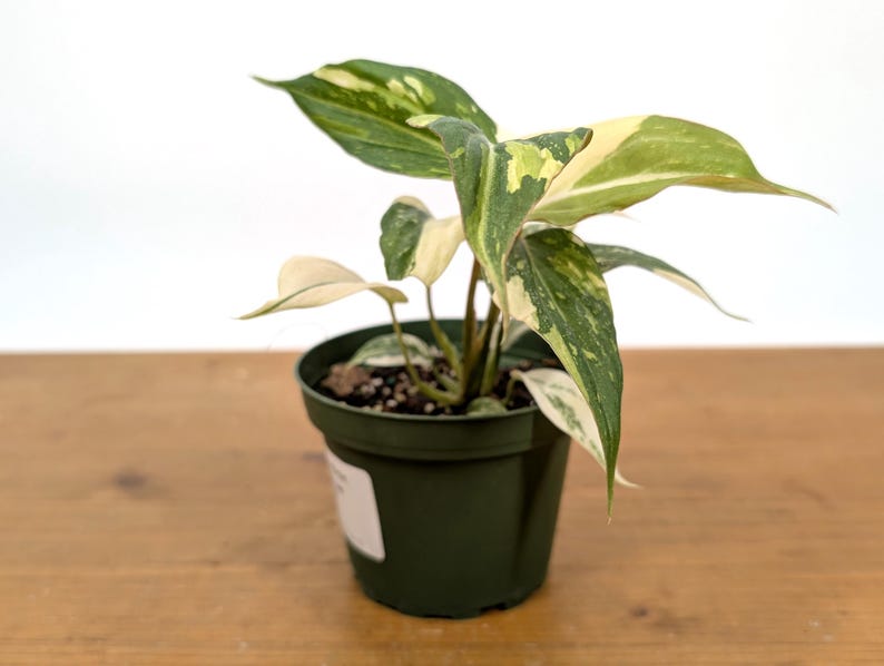 EXACT Philodendron Gloriosum Variegated Multiple Growth Points - HIGH COLOR - 4 Inch Pot -