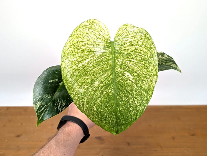 Monstera Full Mint - Exact Plant Pictured 4" Pot