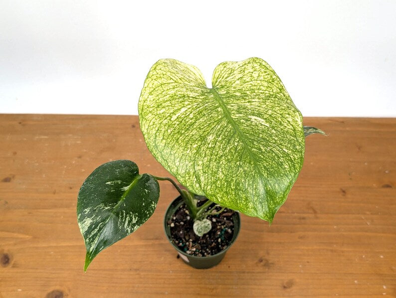 Monstera Full Mint - Exact Plant Pictured 4" Pot