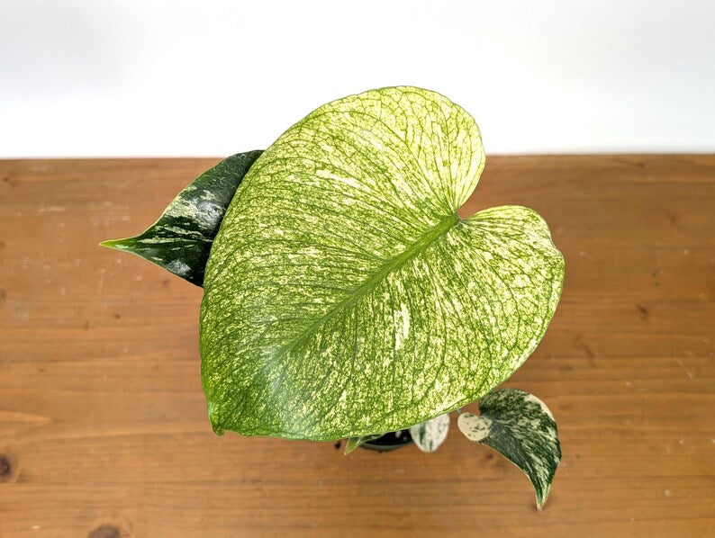 Monstera Full Mint - Exact Plant Pictured 4" Pot