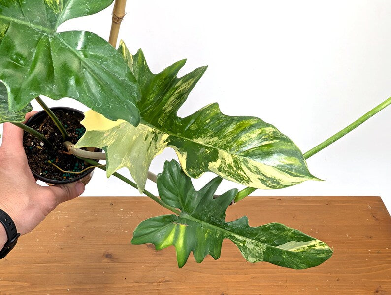 Philodendron Florida Beauty x Mayoi - Exact Plant