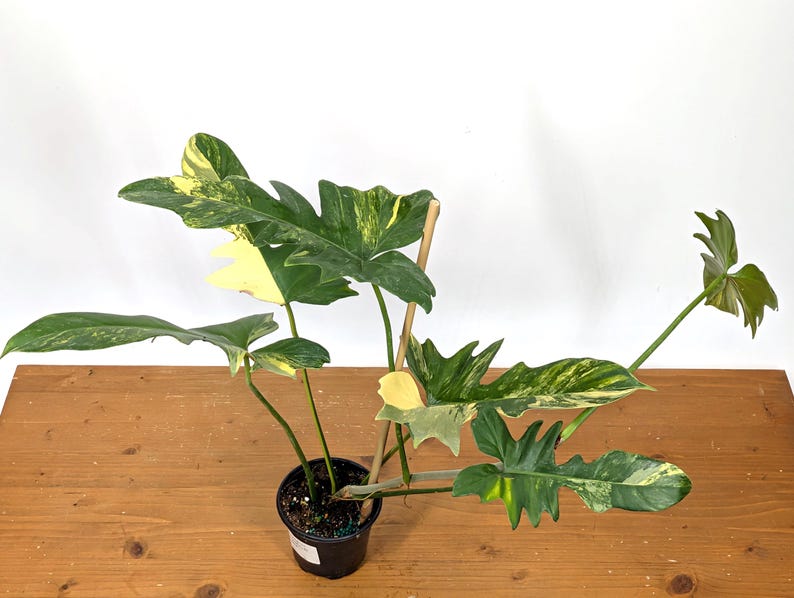Philodendron Florida Beauty x Mayoi - Exact Plant