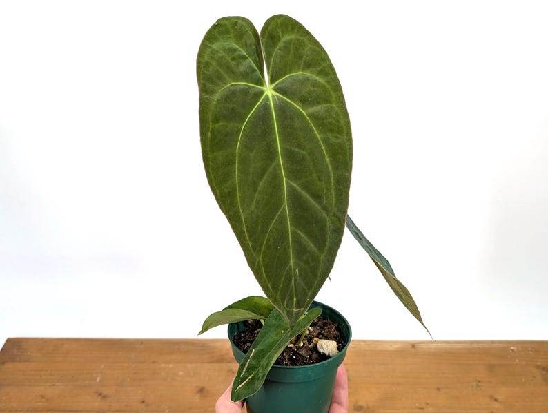 Anthurium (Crystallinum x Magnificum) x Papillilaminum