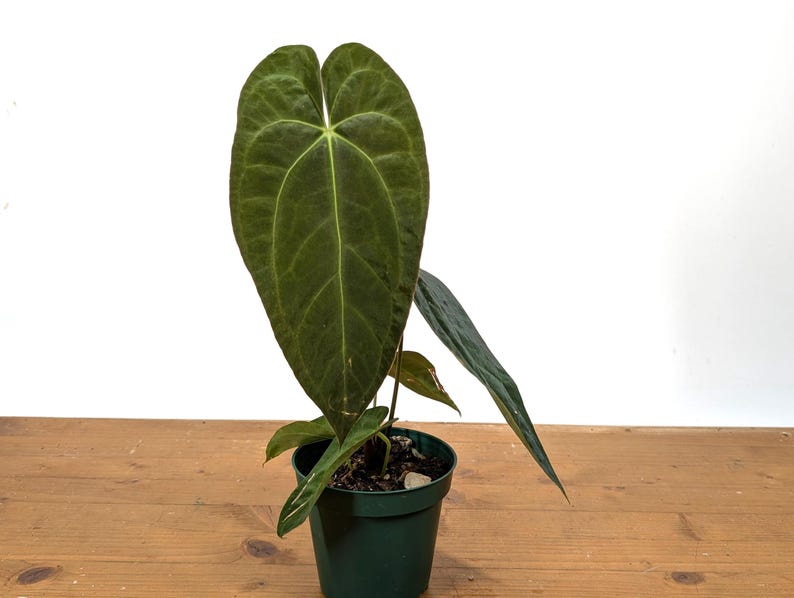 Anthurium (Crystallinum x Magnificum) x Papillilaminum