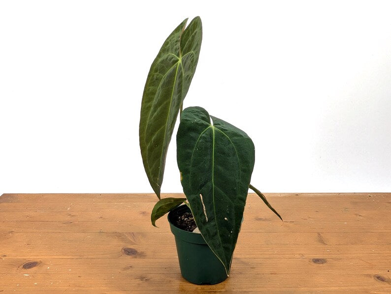 Anthurium (Crystallinum x Magnificum) x Papillilaminum