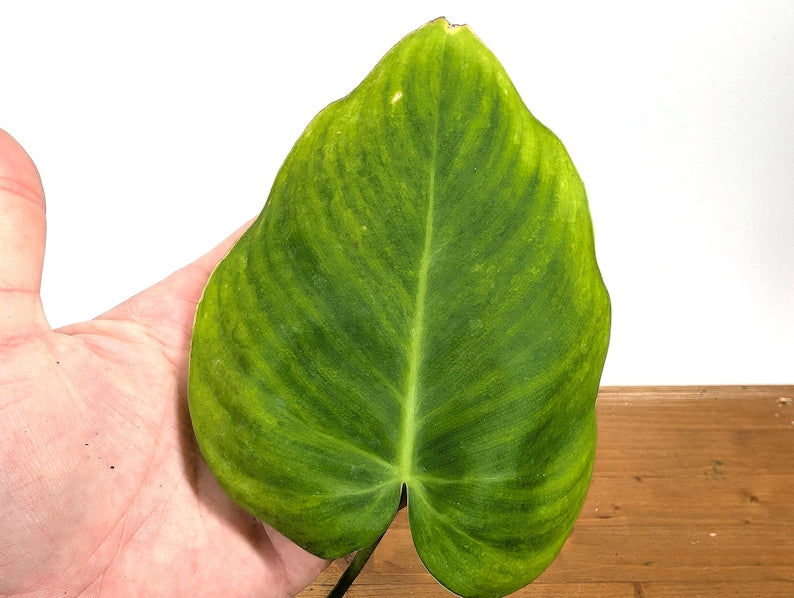 RARE Philodendron Rugrosum x Rubrijuvenile (El Choco)