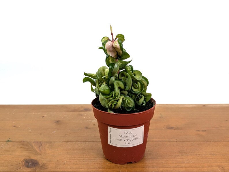 *Exact Plants* Hoya Mauna Loa Carnosa Compacta Inner Variegated