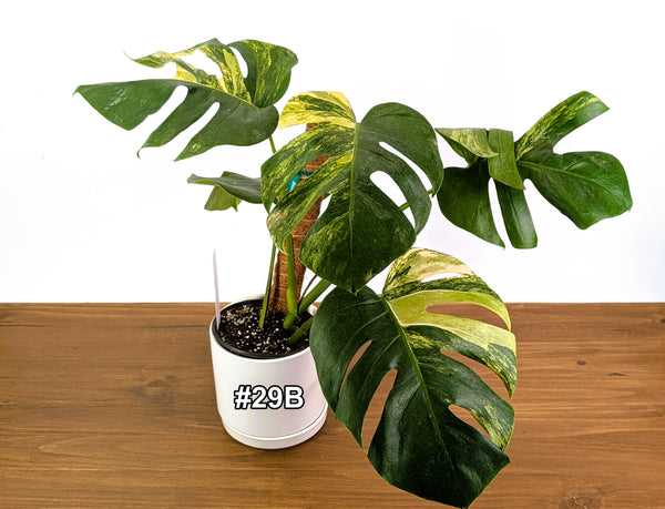 Monstera Aurea Tricolor in 6" Pot Exact Plant #29B