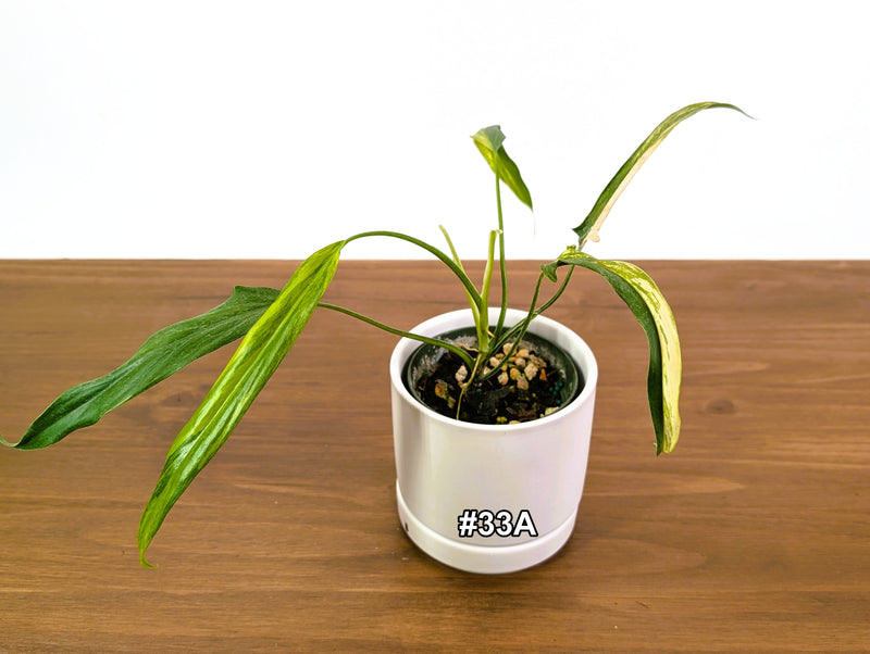 Philodendron Paloraense Variegated - Exact Plants in 4" Pots