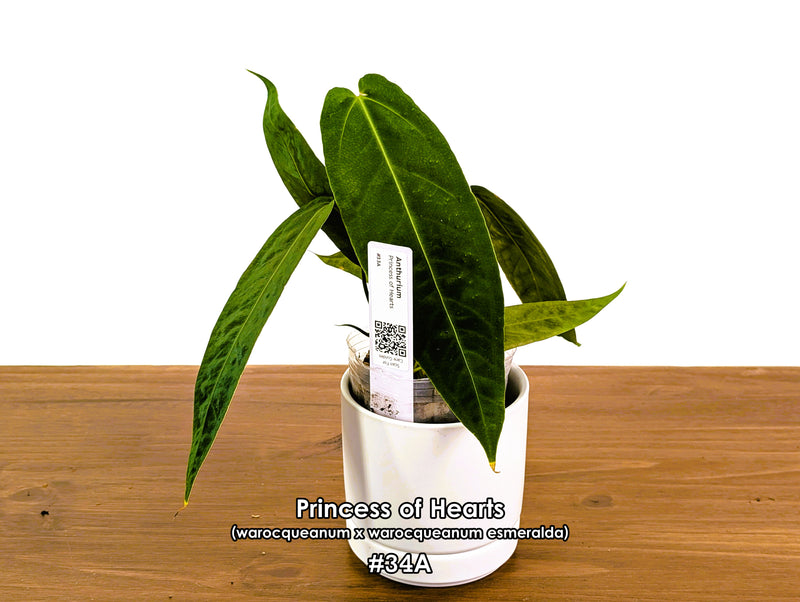 Anthurium Princess of Hearts - Pick Your Exact One of a Kind Plant