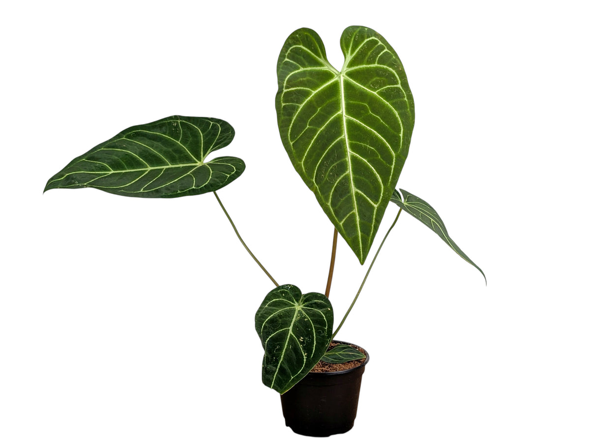 Anthurium Regale