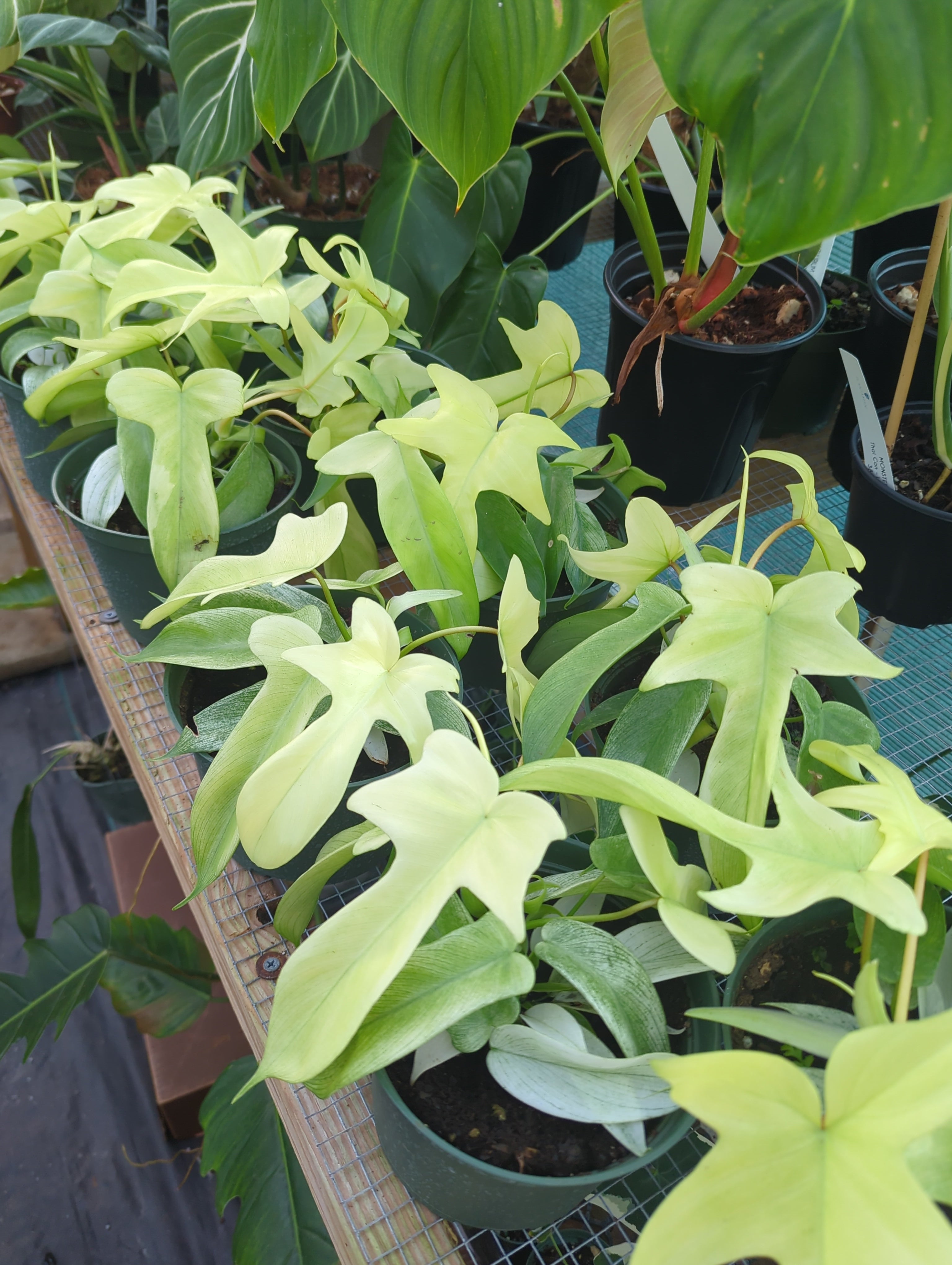 Philodendron Florida Ghost Mint