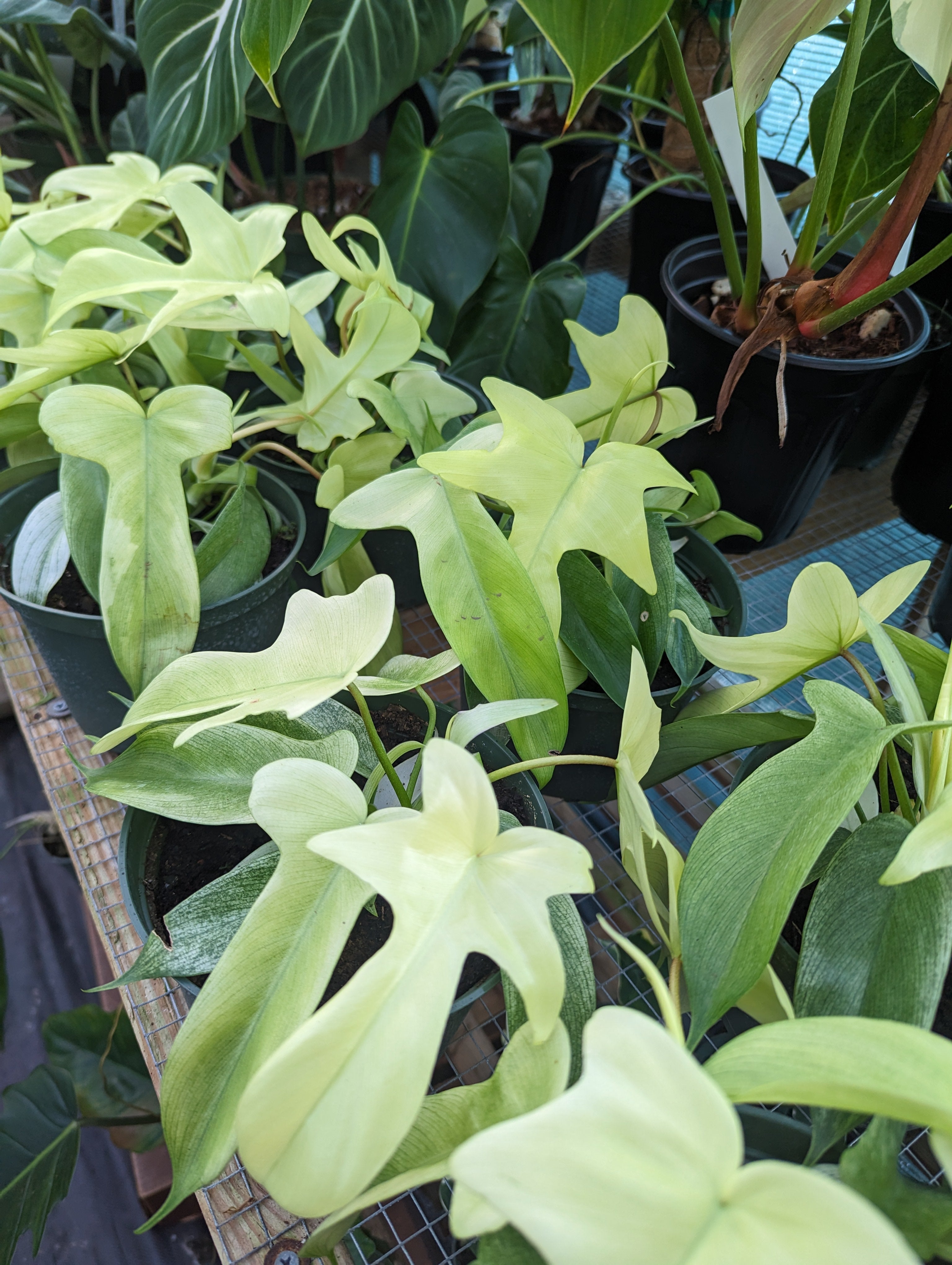Philodendron Florida Ghost Mint