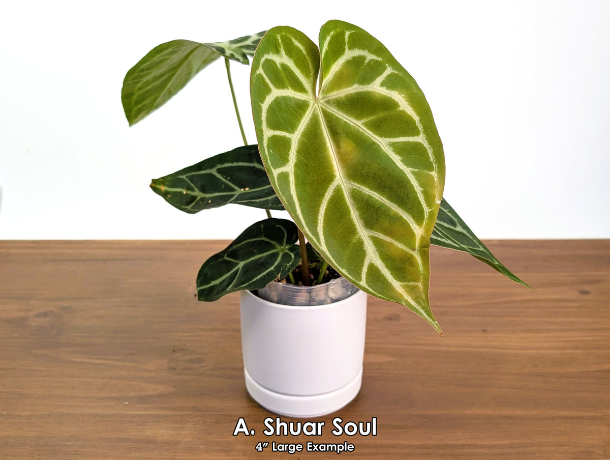 Anthurium Shuar Soul