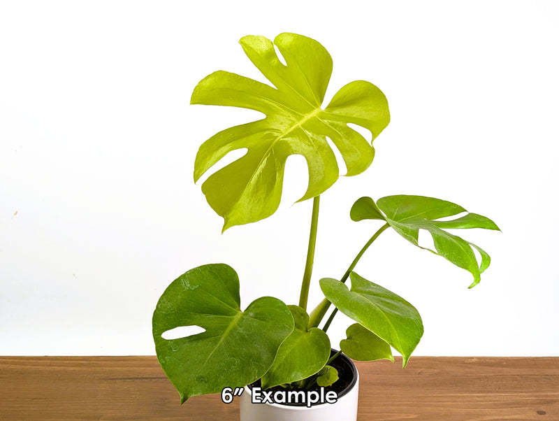 Monstera Lemon Lime 'Super Gold'