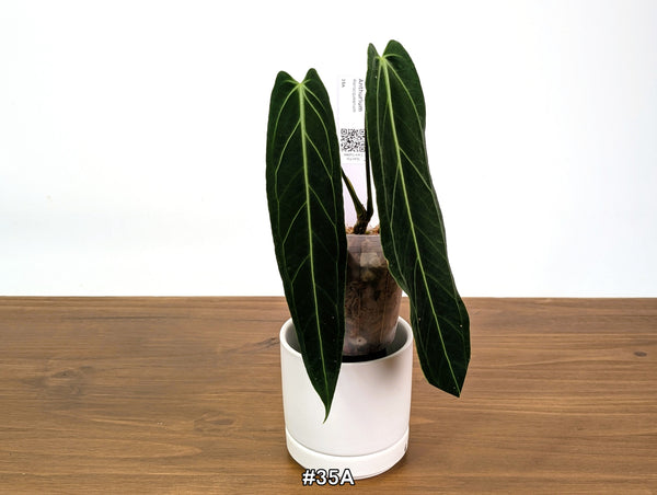 Anthurium Warocqueanum - Pick Your Exact One of a Kind Plant