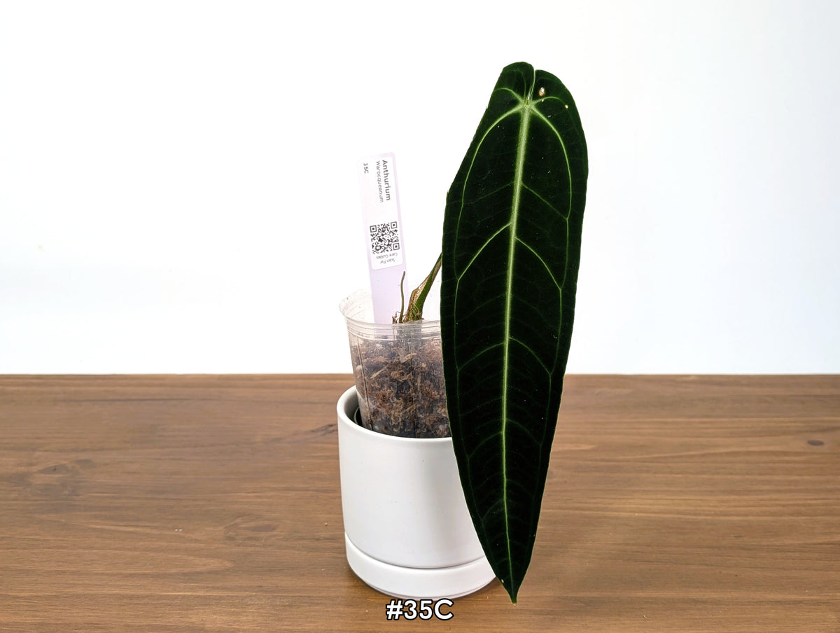 Anthurium Warocqueanum - Dark & Narrow - Pick Your Exact Plant