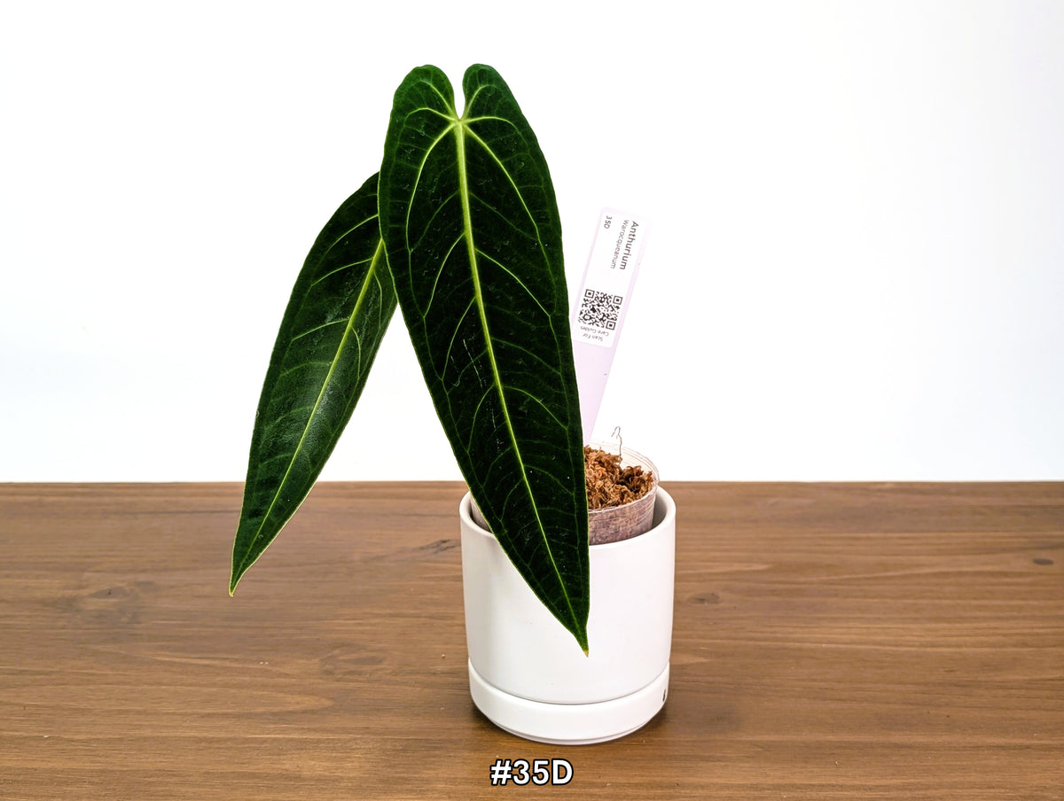 Anthurium Warocqueanum - Dark & Narrow - Pick Your Exact Plant