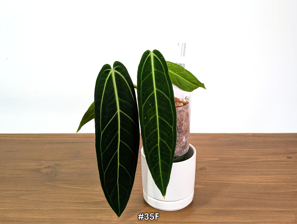 Anthurium Warocqueanum - Dark & Narrow - Pick Your Exact Plant