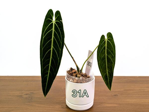 Anthurium Warocqueanum - Pick Your Exact One of a Kind Plant