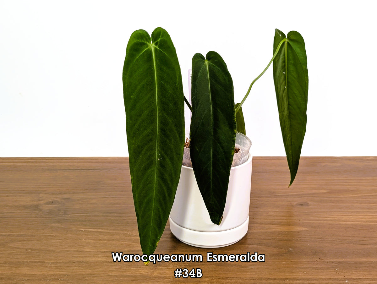 Anthurium Warocqueanum Esmeralda - Pick Your Exact One of a Kind Plant