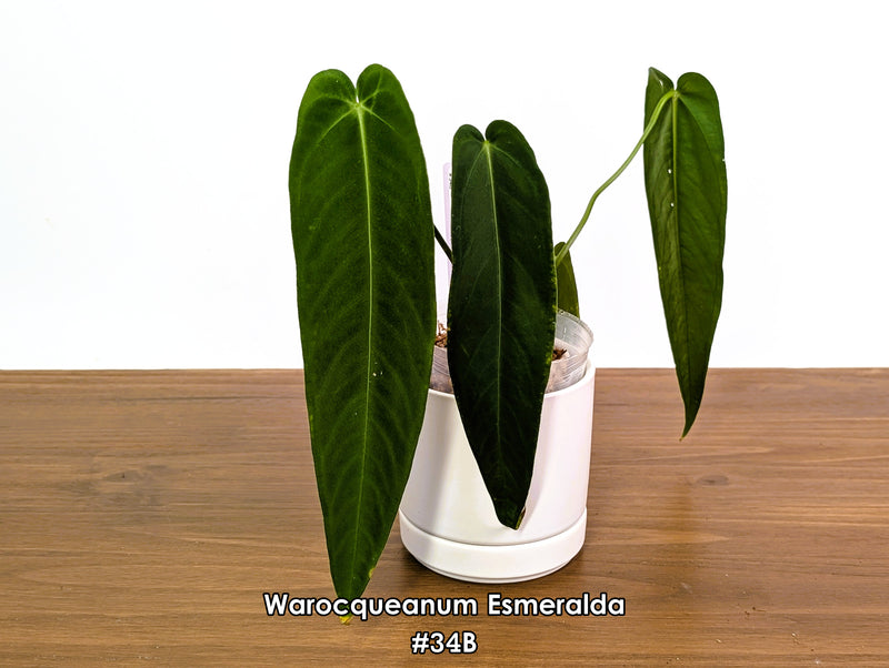 Anthurium Warocqueanum Esmeralda - Pick Your Exact One of a Kind Plant